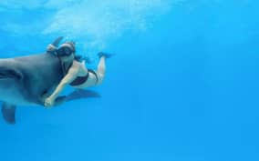 Cabo San Lucas: Swim Excursion with Dolphin Interaction