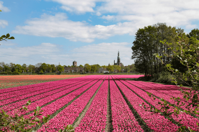 Depuis Amsterdam : Transfert en bus vers Keukenhof