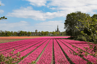 Amsterdam: Bustransfer zum Keukenhof und den Tulpenfeldern