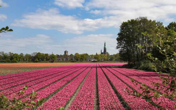 Von Amsterdam aus: Keukenhof und Tulpenfelder Transfer