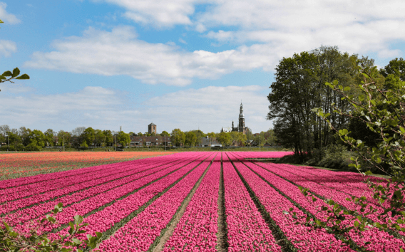 Von Amsterdam aus: Keukenhof und Tulpenfelder Transfer