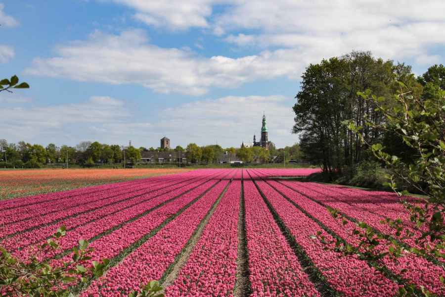 Von Amsterdam aus: Bustransfer zu den Blumenfeldern Keukenhof