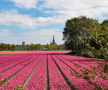 Amsterdam: Traslado en autobús a Keukenhof y Campos de Tulipanes