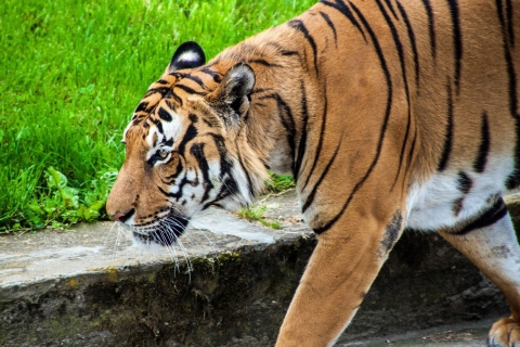 Prague : croisière vers le zoo et billet d'entréeVisite de groupe en russe