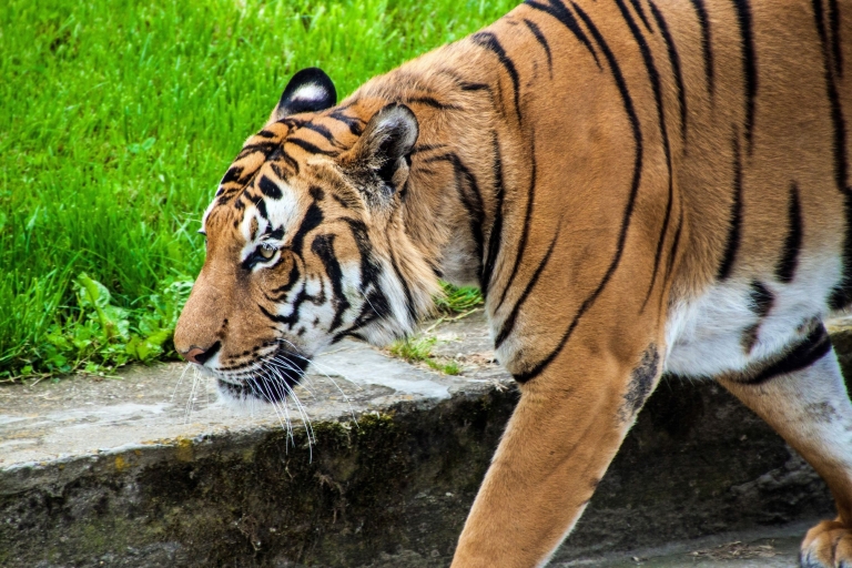 Prague : croisière vers le zoo et billet d'entréeVisite de groupe en anglais