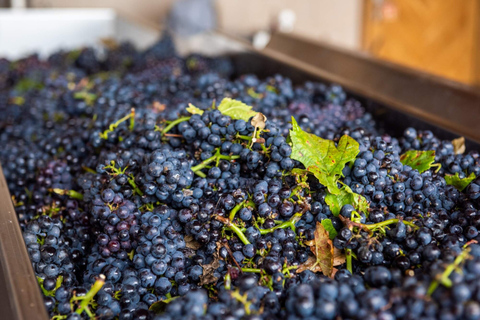 Tour in fuoristrada dei vigneti cechi e degustazione di vini con pranzoTour fuoristrada dei vigneti cechi e degustazione di vini da Praga