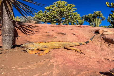 De Marrakech: Excursão de 1 Dia a EssaouiraDe Marrakech: Viagem Compartilhada de 1 Dia para Agadir