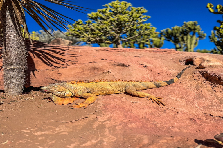 De Marrakech: Excursão de 1 Dia a EssaouiraDe Marrakech: Viagem Compartilhada de 1 Dia para Agadir