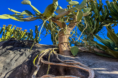 De Marrakech: Excursão de 1 Dia a EssaouiraDe Marrakech: Viagem Compartilhada de 1 Dia para Agadir