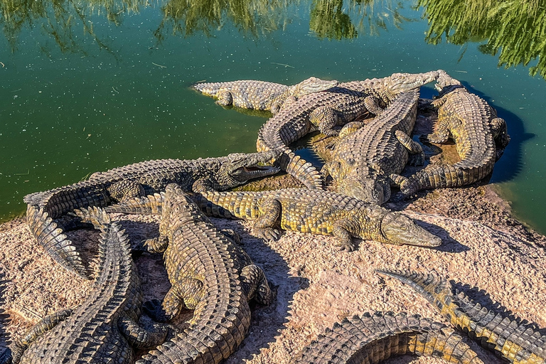 De Marrakech: Excursão de 1 Dia a EssaouiraDe Marrakech: Viagem Compartilhada de 1 Dia para Agadir