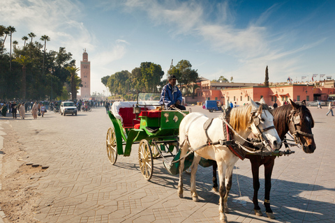 Majorelle Garden &amp; Menara Garden Tour &amp; Carriage RideMarrakech: Majorelle- och Menara-trädgårdarna: rundtur och vagnsresa