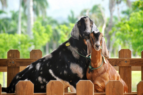 Punta Cana: Xploration Animal Park Bus Tour with Encounters Punta Cana: Xploration Animal Encounters