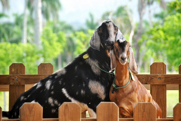 Punta Cana: Xploration Animal Park Bus Tour with Encounters Punta Cana: Xploration Animal Encounters