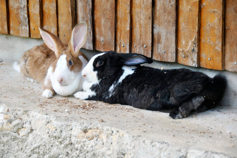 Punta Cana: Xploration Animal Park Bus Tour with Encounters Punta Cana: Xploration Animal Encounters