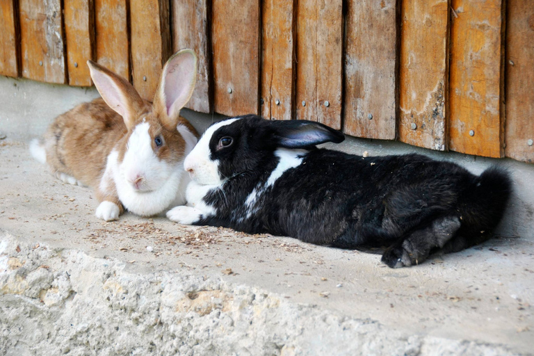 Punta Cana: Xploration Animal Park Bus Tour with Encounters Punta Cana: Xploration Animal Encounters
