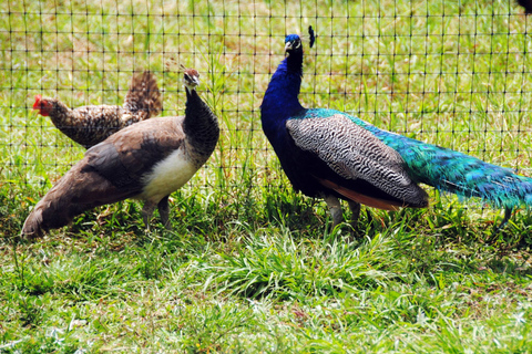 Punta Cana: Xploration Animal Park Bus Tour with Encounters Punta Cana: Xploration Animal Encounters