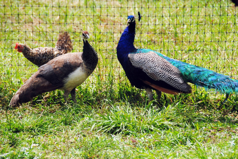 Punta Cana: Xploration Animal Park Bus Tour with Encounters Punta Cana: Xploration Animal Encounters