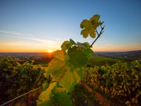 Baden-Baden, Wanderung mit dem Schwarzwald-Guide - Housity