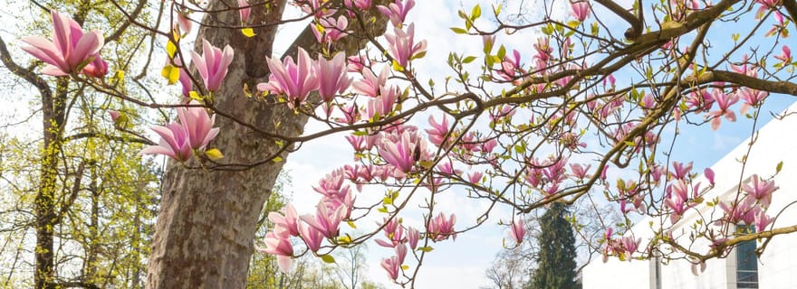 Baden-Baden : visite guidée le long de la Lichtentaler Allee