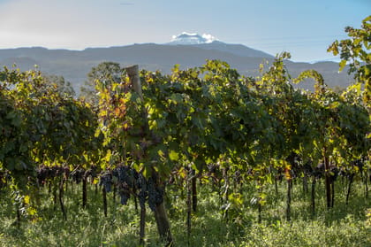 From Catania: Etna Winery Tour and Farm Visit
