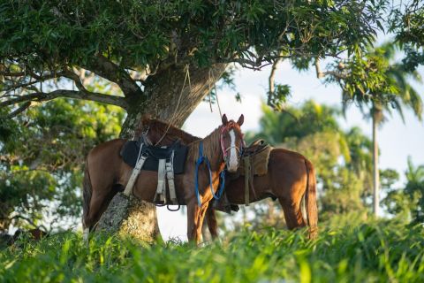 Au départ de Punta Cana : Équitation dans les montagnes d'Anamuya au coucher du soleil