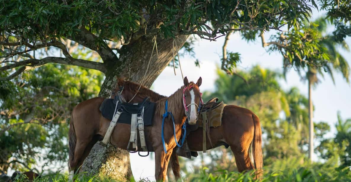 From Punta Cana Anamuya Mountains Sunset Horseback Riding GetYourGuide