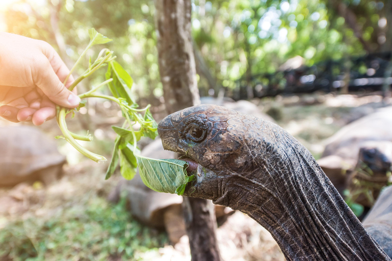 Zanzibar: Stone Town, Prison Island & Spice Farm Experience