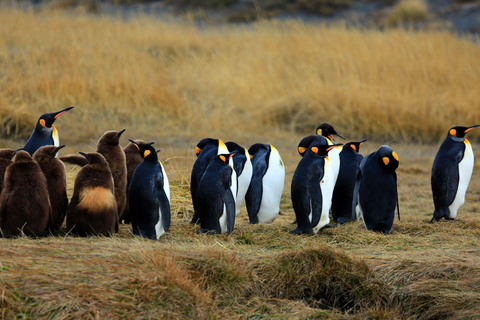 Adventure Day in Tierra del Fuego: King Penguins