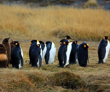 Dia de aventura em Tierra del Fuego: Pinguins Rei