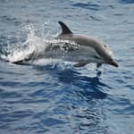 Genova: Crociera per avvistare le balene nel Santuario Pelagos