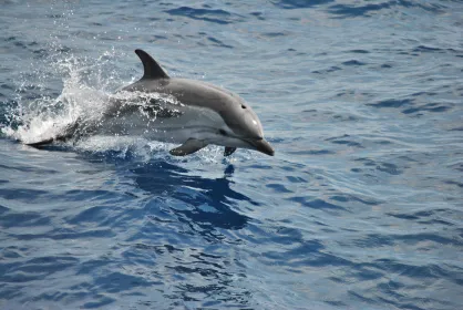 Genua: Pelagos Sanctuary Whale-Watching-Bootsfahrt