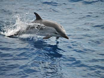 Genua: Pelagos Sanctuary Whale-Watching-Bootsfahrt