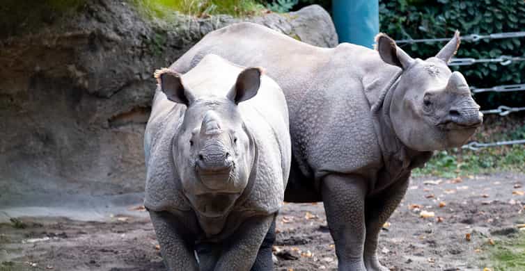 Woodland Park Zoo, Seattle Tickets & Eintrittskarten GetYourGuide