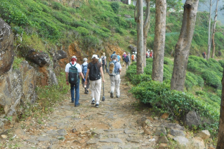 Horton Plains: Pekoe Trail Stage 11 Hiking Trip to Udaweriya