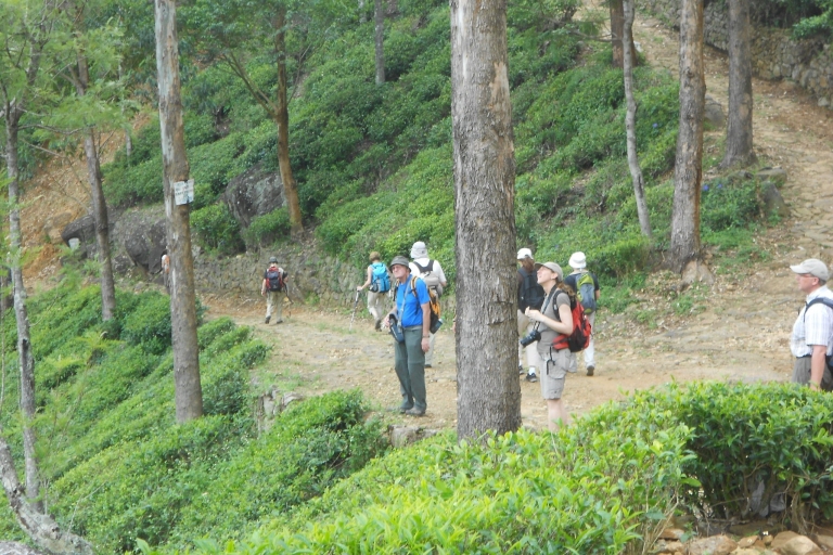 Llanuras de Horton Pekoe Trail Etapa 11 Senderismo a Udaweriya