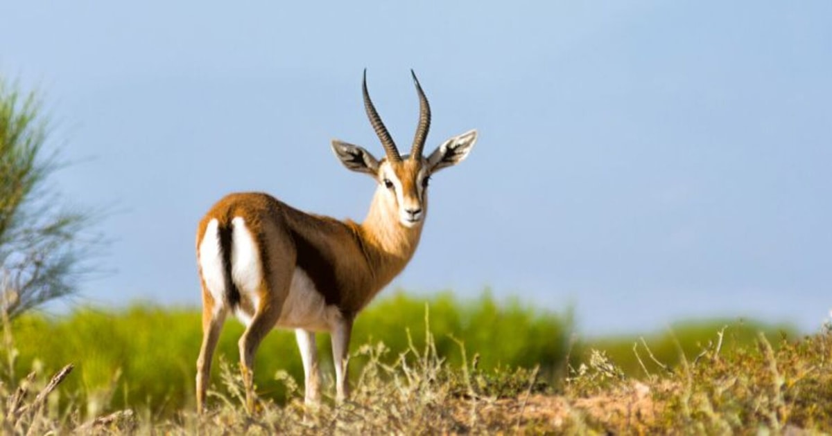 Visita guiada al Parque Nacional de SoussMassa con cena incluida