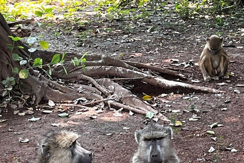 Nairobi: 4 Days epic trip to Amboseli, Tsavo West & East