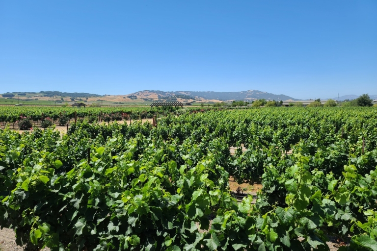 Au départ de San Francisco : Visite privée des vignobles de Napa et de SonomaDepuis San Francisco : Visite privée des vignobles de Napa et de Sonoma