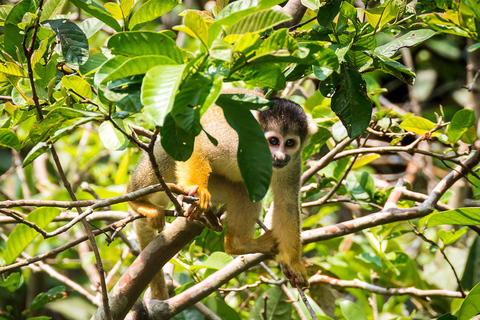 Circuit de 5 jours au parc national de Manu et à la forêt amazonienne de Cusco