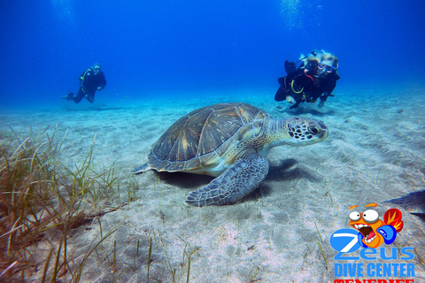 Medio día de submarinismo en playa de los Abades, TenerifeDiscover Scuba Diving