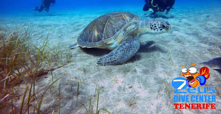 Tenerife: Abades Beach Beginner Diving Experience