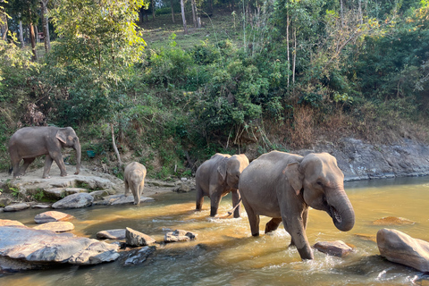 Chiang Mai: Nationaal park Doi Inthanon en olifantenreservaatGroepsreis met ontmoetingspunt