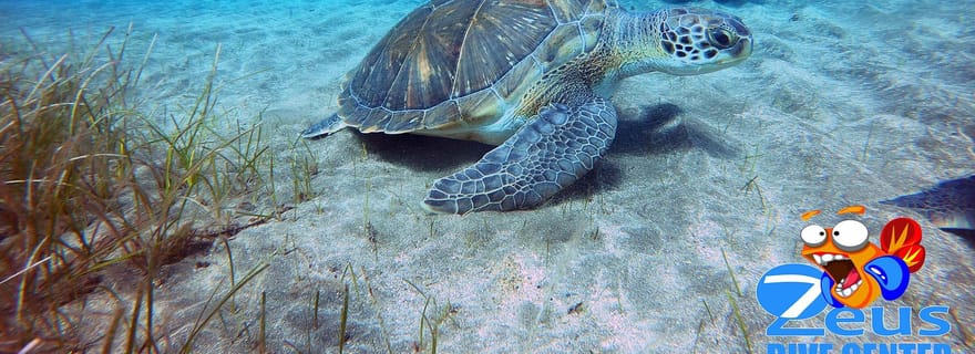 Plongée sous-marine à Tenerife pour les plongeurs certifiés