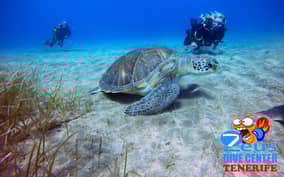  - Canarie.it