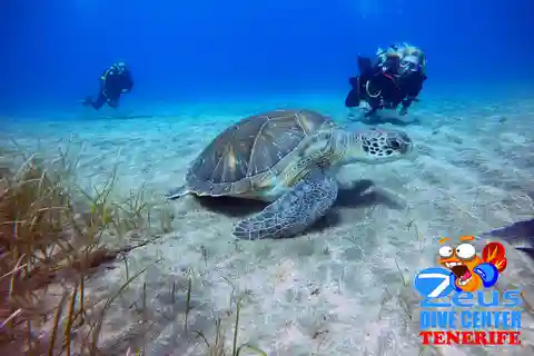 Gran Canaria Scuba Diving for Certified Divers