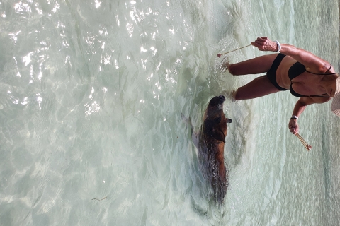 Nassau: Rozeneiland Zwemvarkens & Schildpadden Snorleking Tour