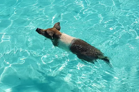Nassau : Excursion de plongée avec masque et tuba sur l'île Rose (Pigs & Turtles)