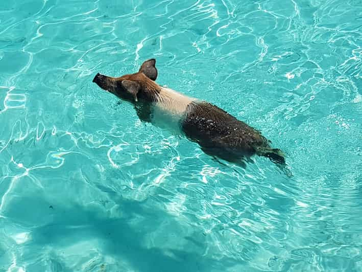 Nassau : Excursion de plongée avec masque et tuba sur l'île Rose (Pigs & Turtles)