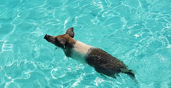 Nassau: Rose Island Swimming Pigs & Turtles Snorkeling Tour