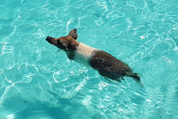 拿骚：玫瑰岛游泳猪和海龟浮潜之旅